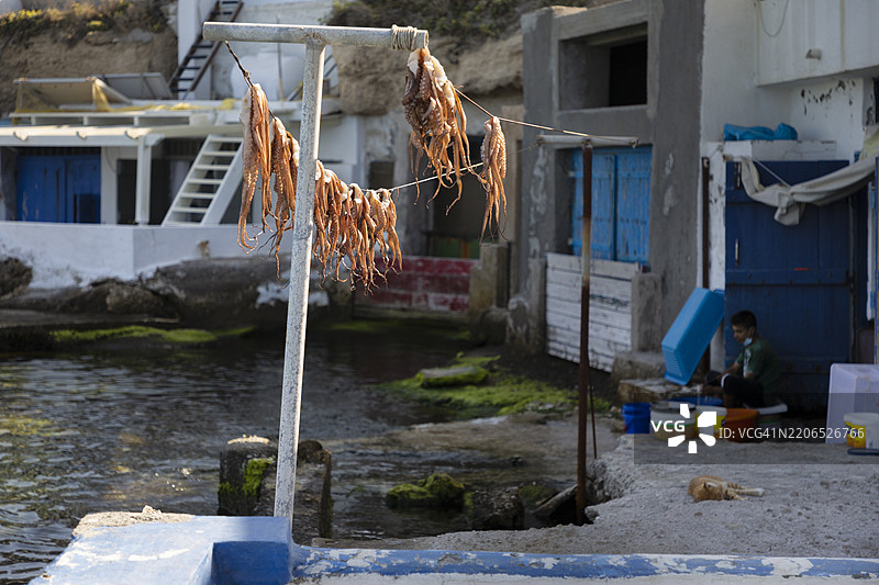 在希腊米洛斯岛的曼德拉基亚渔村，新鲜捕获的章鱼正在晾干。图片素材