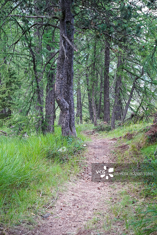 迷人的森林小径图片素材