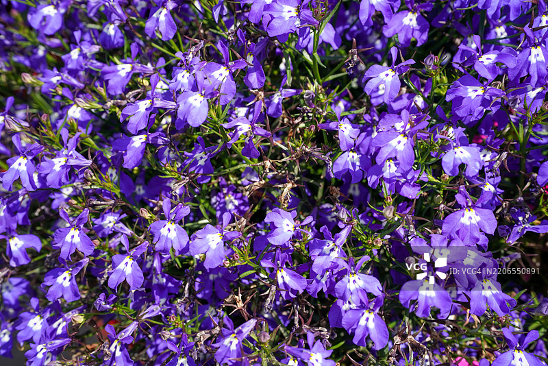 紫罗兰交响曲图片素材