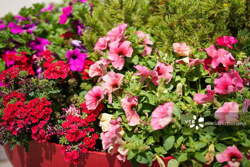 光辉花园和谐图片素材