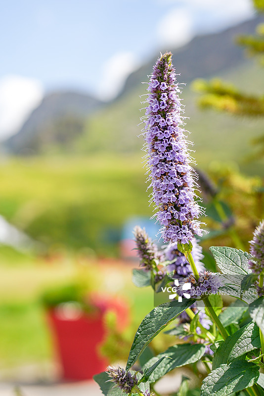 迷人的森林花朵图片素材