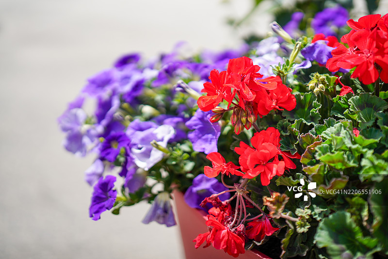 光辉花园和谐图片素材