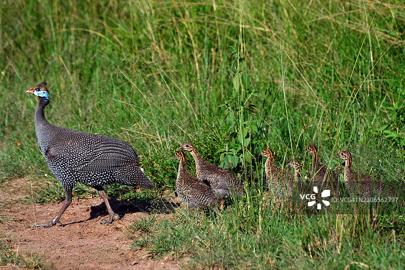 头盔珍珠鸡 (Numida meleagris)图片素材