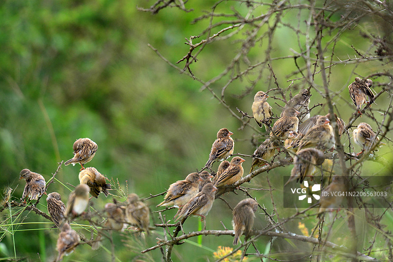 红嘴雀（Quelea quelea）图片素材