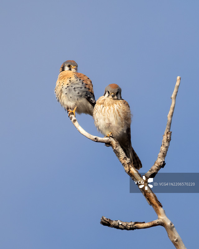 美洲草鸮配对图片素材