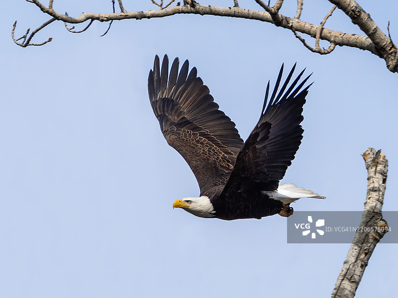飞翔的秃头鹰图片素材