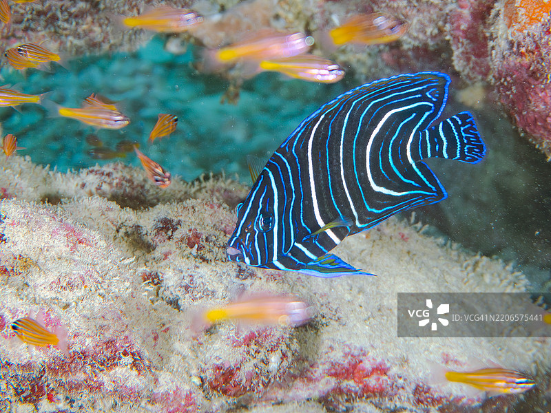 美丽而大型的斑马天使鱼（Pomacanthus semicirculatus）及其他鱼类。一群美丽的幼年南方橙线红雀鱼（Ostorhinchus properuptus）和其他幼鱼。图片素材
