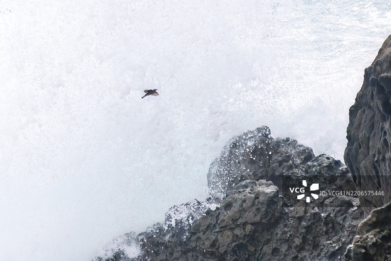 美丽的蓝岩鹨(Monticola solitarius,贝维克的知更鸟科)起飞。白色的海浪拍打着海岸。图片素材