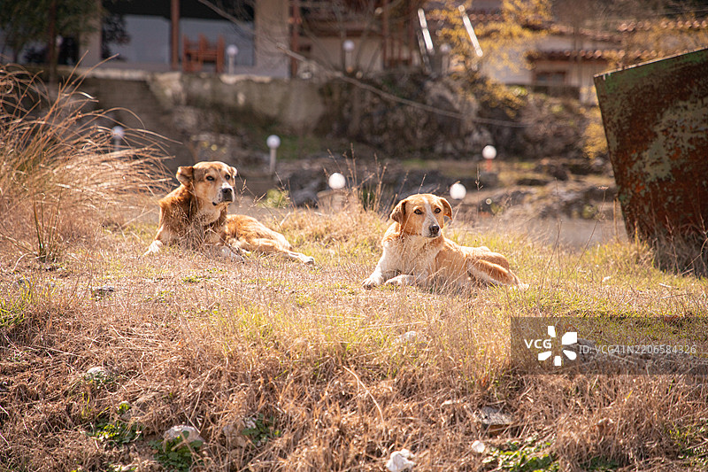 乡村里的流浪狗图片素材
