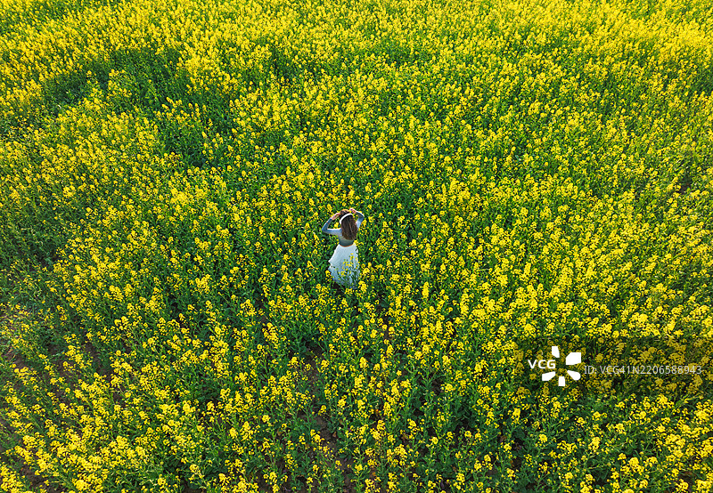春天的油菜花田中，一位女性在享受音乐的鸟瞰图。春天的概念。图片素材