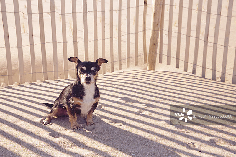 可爱的狗在海滩上，度假中的狗，吉娃娃和泰瑞犬小型犬种图片素材