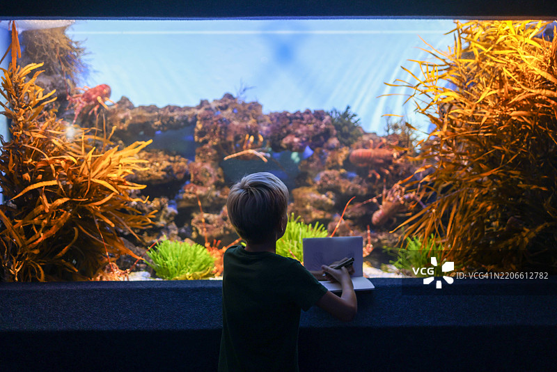 一个男孩在水族馆参观，观看鱼缸里的小龙虾。图片素材