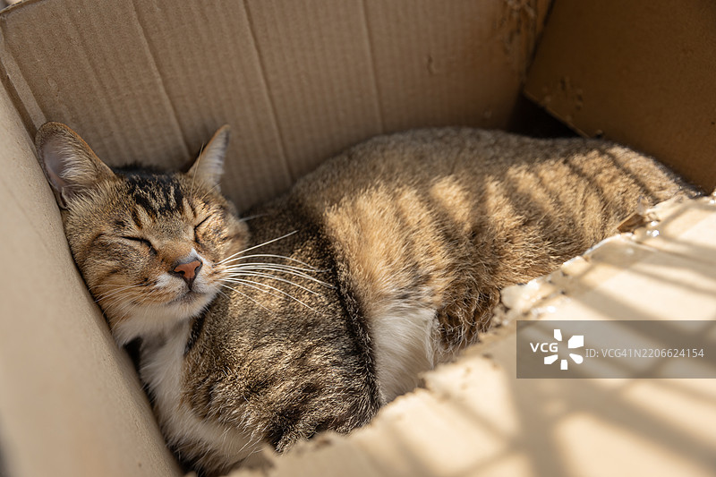 猫与纸箱图片素材