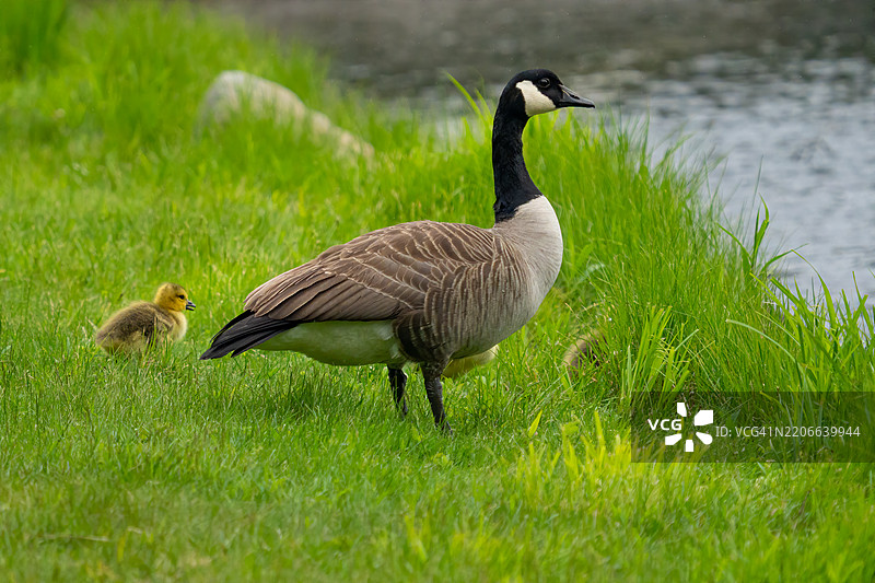 可爱的加拿大雁妈妈和她的小雏鹅在水边图片素材