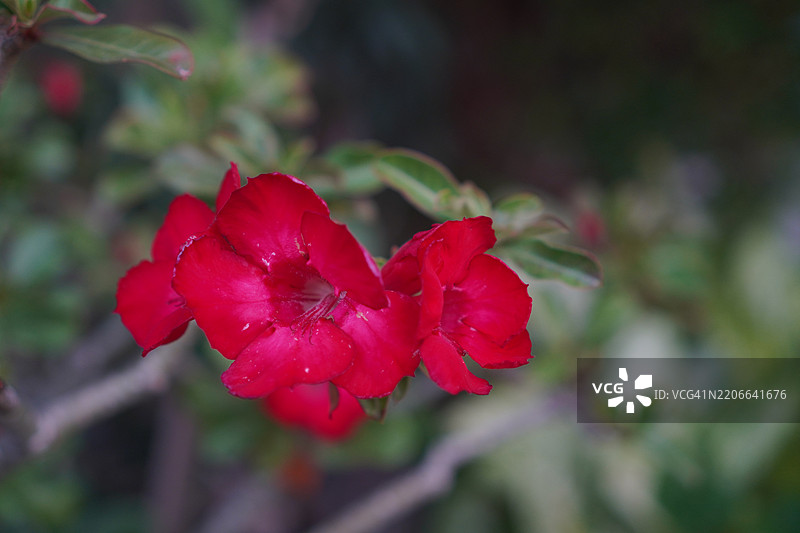 鞋花 美丽的黄色花朵 在花园中盛开，自然背景模糊，木槿，木槿科图片素材