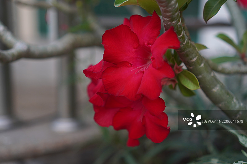 鞋花 美丽的黄色花朵 在花园中盛开，自然背景模糊，木槿，木槿科图片素材