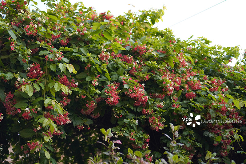 缅甸藤、中华忍冬、醉船人、印度合欢，德菲利普斯命名的红色、粉色和白色花朵在模糊的自然背景中盛开。图片素材