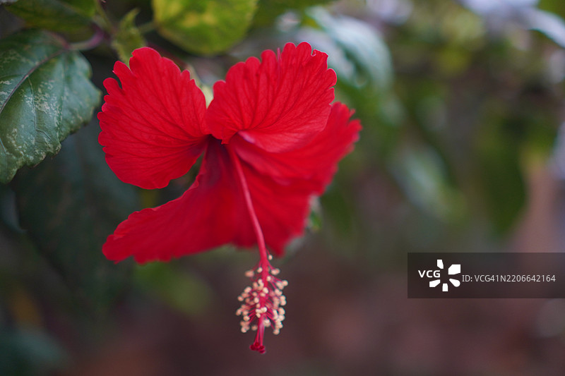 鞋花 美丽的黄色花朵 在花园中盛开，自然背景模糊，木槿，木槿科图片素材