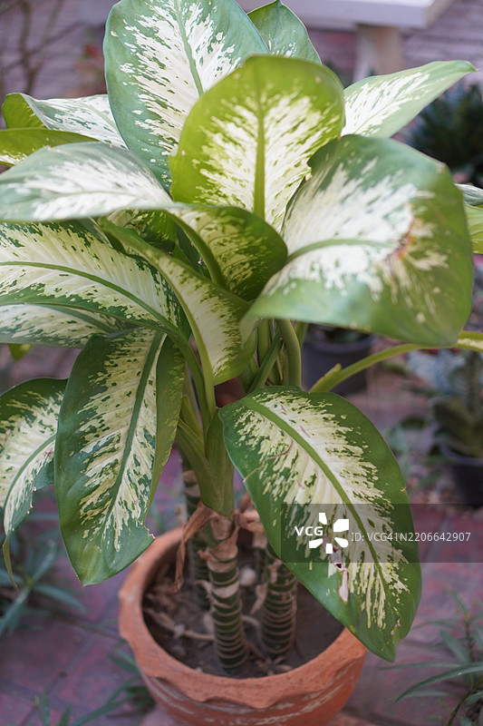 哑巴草图片素材