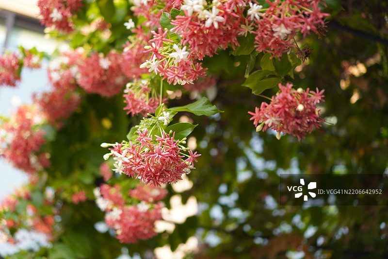 缅甸藤、中华忍冬、醉船人、印度合欢，德菲利普斯命名的红色、粉色和白色花朵在模糊的自然背景中盛开。图片素材