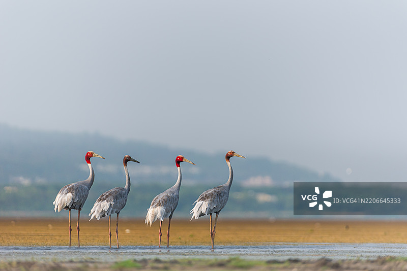 四个朋友图片素材