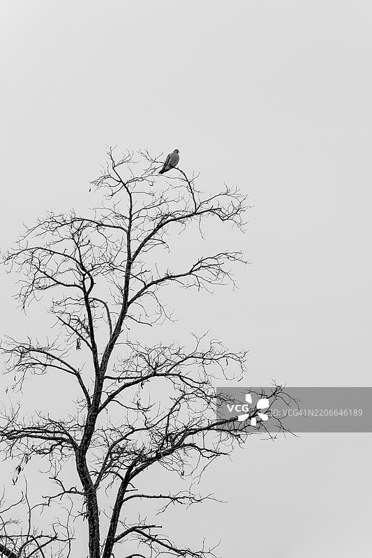 一只鸽子栖息在树顶上图片素材