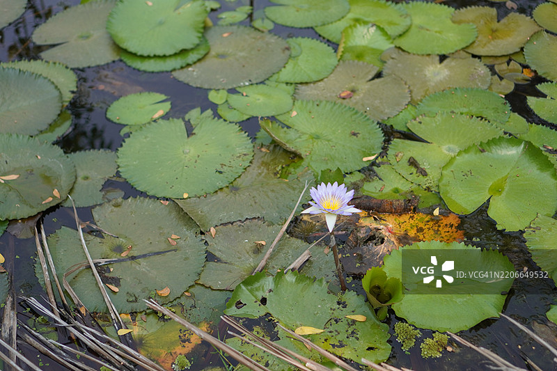 粉色水莲花，神圣莲花，印度豆，莲花，莲科，池塘中的花朵，大型花朵，椭圆形花蕾，粉色尖端，花瓣中心鼓胀，绿色大叶，长茎，自然环境背景图片素材