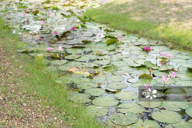 粉色水莲花，植物界，神圣莲花，印度豆，莲花，莲科，池塘中的花朵，大型花朵，椭圆形花蕾，粉色尖端，花瓣中心鼓胀，绿色大叶，长茎，自然环境背景。图片素材