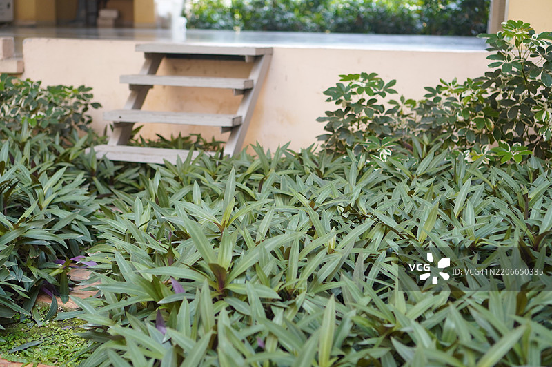 天使草 Murdannia loriformis图片素材