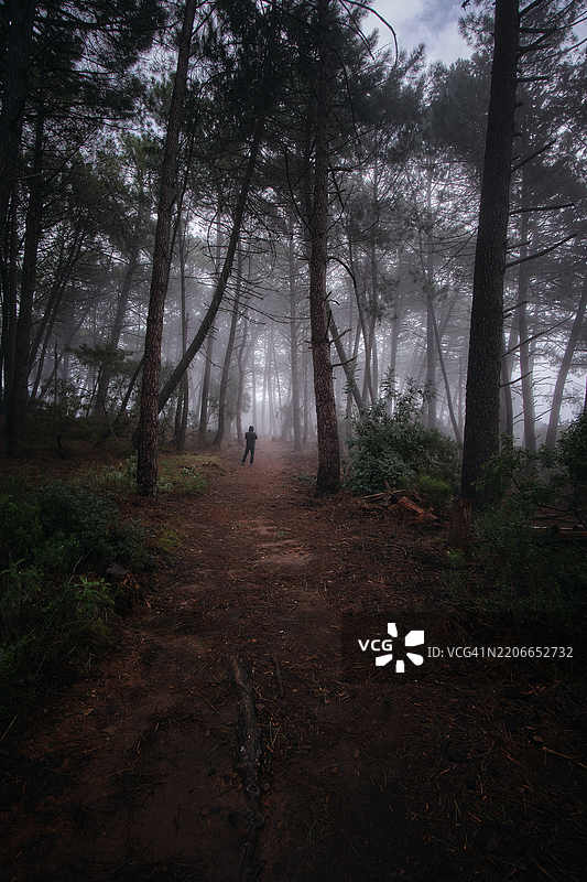 神秘的森林小径，穿过浓雾中的人图片素材
