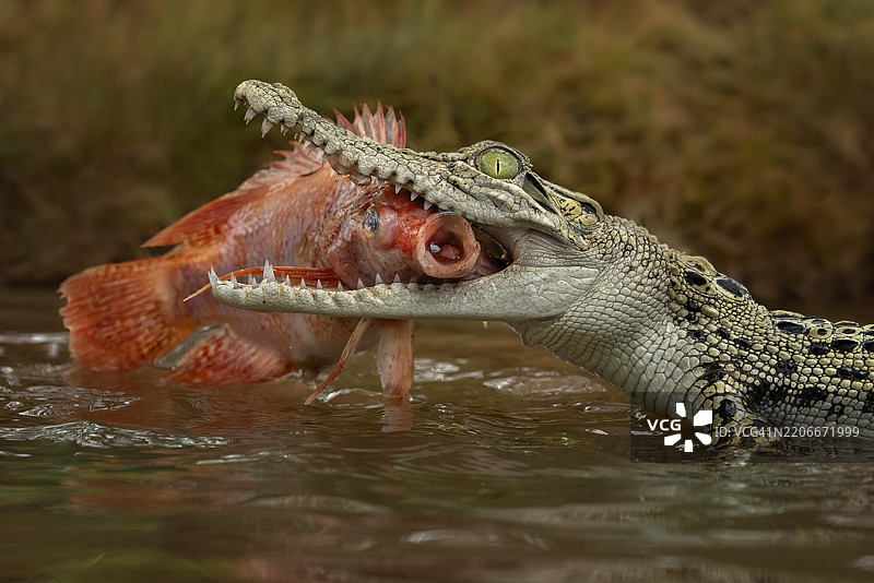 咸水鳄鱼图片素材