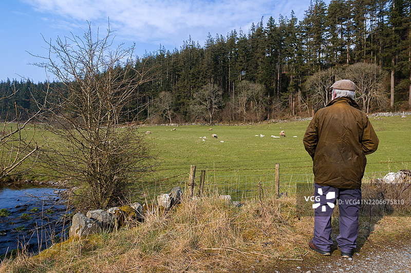 一位老年男子在田野中观察动物图片素材
