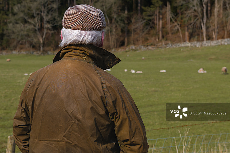 成熟男子在田野里观察羊和小羊图片素材