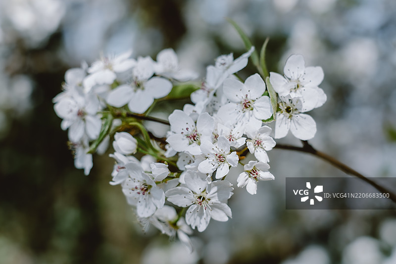 白色的布拉德福德梨树花朵图片素材