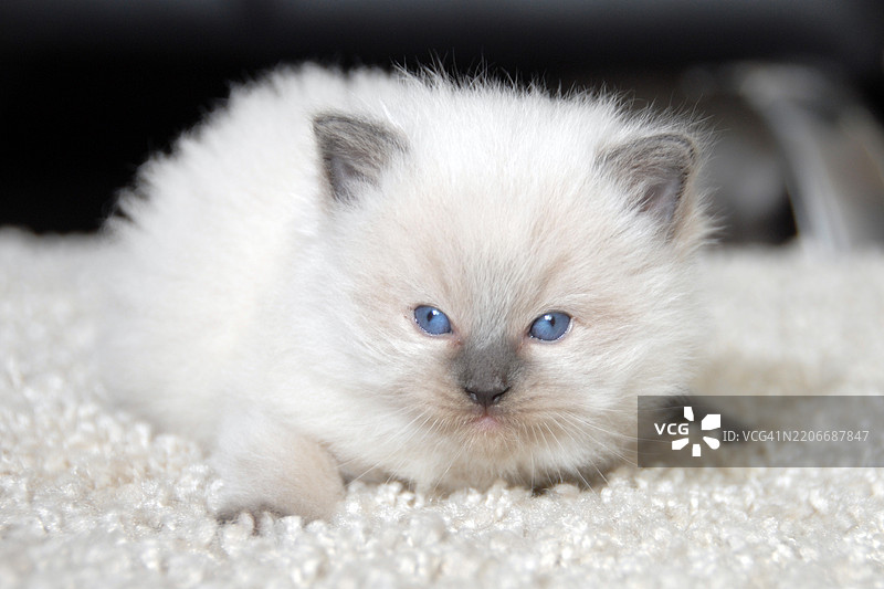 1个月大的布偶猫小猫在室内图片素材