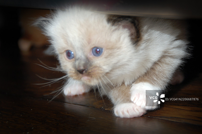 1个月大的布偶猫小猫在室内图片素材