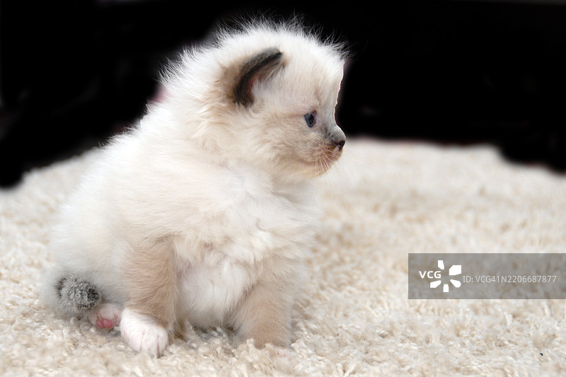 1个月大的布偶猫小猫在室内图片素材