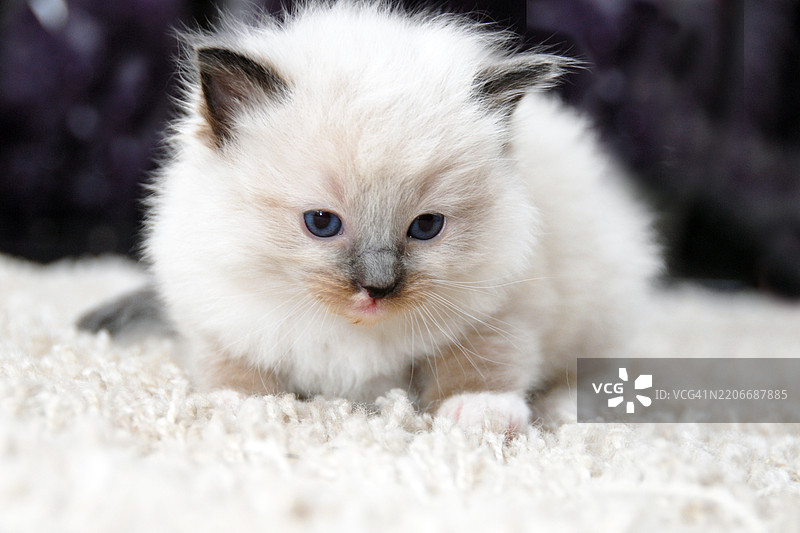 1个月大的布偶猫小猫在室内图片素材