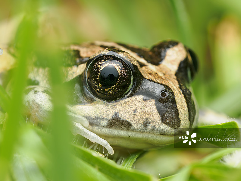 西方班卓蛙在草丛中伪装，具有独特的斑纹图片素材