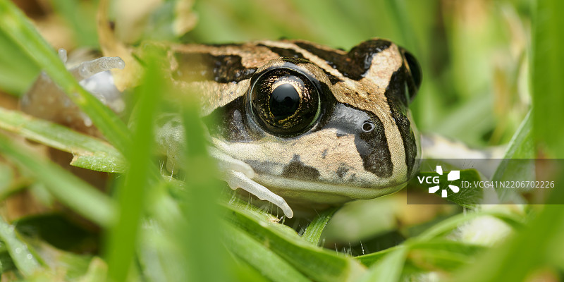 西方班卓蛙在草丛中伪装，具有独特的斑纹图片素材