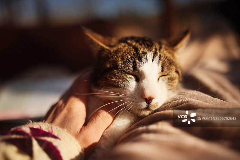 被抚摸的猫的肖像，坐在木质露台上的毛毯上图片素材