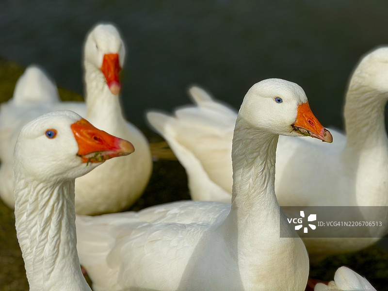 天鹅特写，坎彭，奥弗赖ssel，荷兰图片素材