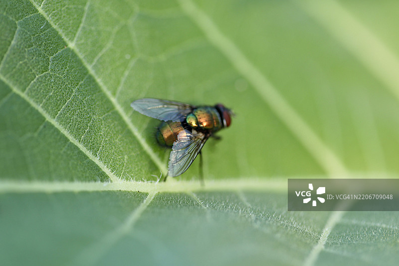 叶子上的昆虫特写图片素材