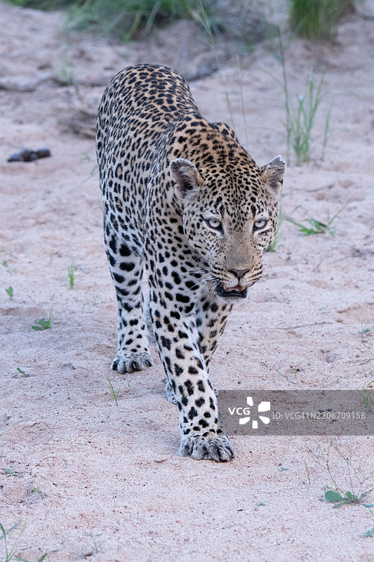 拉文斯克罗夫特雄性豹子朝水坑坚定走去图片素材