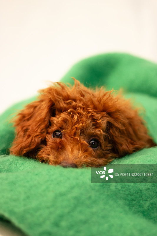 玩具贵宾犬的特写肖像图片素材