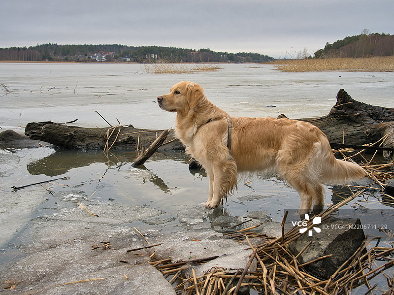 金毛寻回犬侧面站在湖岸边图片素材