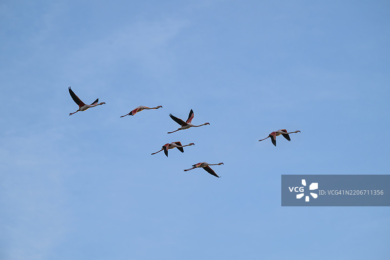 稻田中的一群火烈鸟图片素材