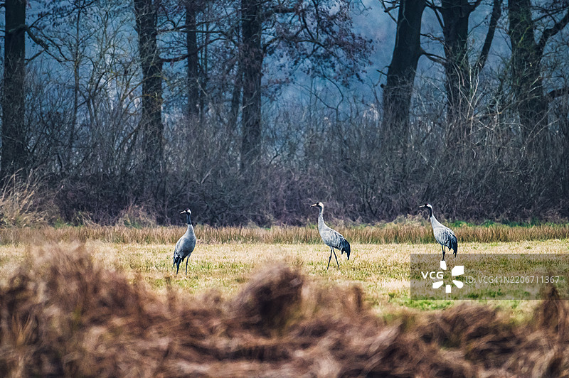 鸟儿在田野上栖息的侧面视图图片素材