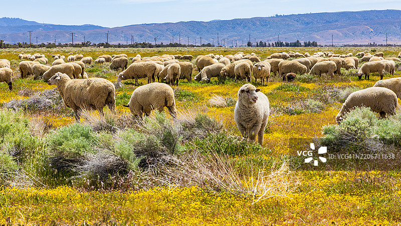 一群羊，美国，USA图片素材