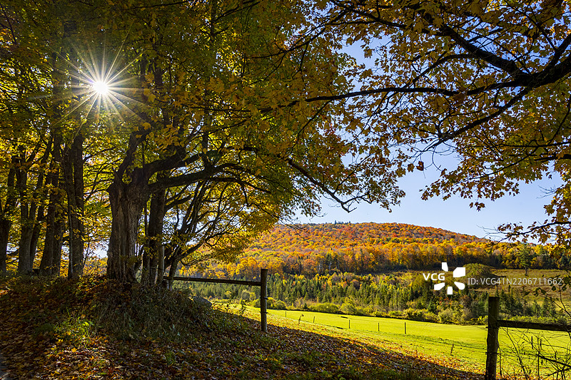 美国公园中的秋季树木图片素材